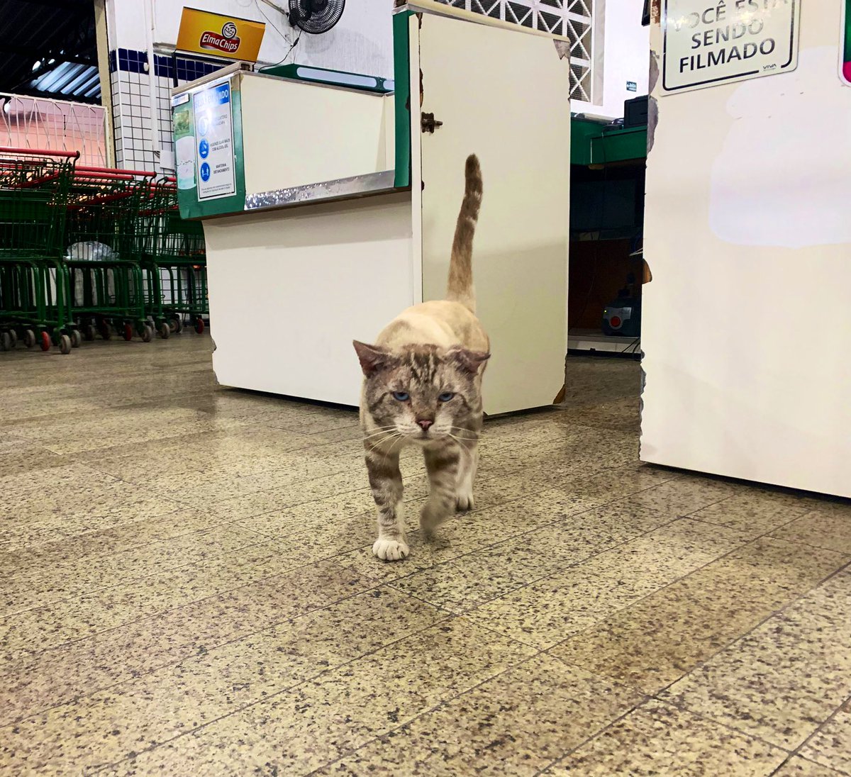 Bodegacats_'s tweet photo. 📷 @drew36853565, @thelobbyboy https://t.co/PFP2BigLHZ