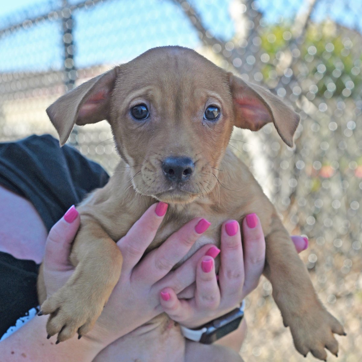 Over 50 dogs are waiting to find their furever homes at <a href="/hwac/">Helen Woodward Animal Center</a> today! If you need a new friend, today is the perfect day to #opttoadopt as there is more than enough variety to choose from. Take a peek at our adoptable dogs at animalcenter.org/dogs