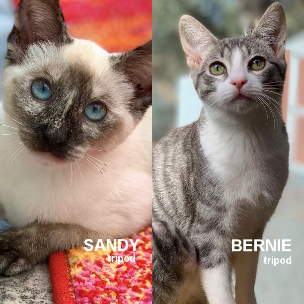 SNAPCats's tweet photo. Sandy &amp; Bernie are 9 months-old and two very playful kittens. Bernie is a bit more outgoing and demands your attention. He loves to be held. Sandy is a little more reserved but still enjoys pets and cuddles. #snapcats #snapcatsrescue #snapcatsnetwork #specialneedscats #snap_cats https://t.co/FJI3hGz1H3