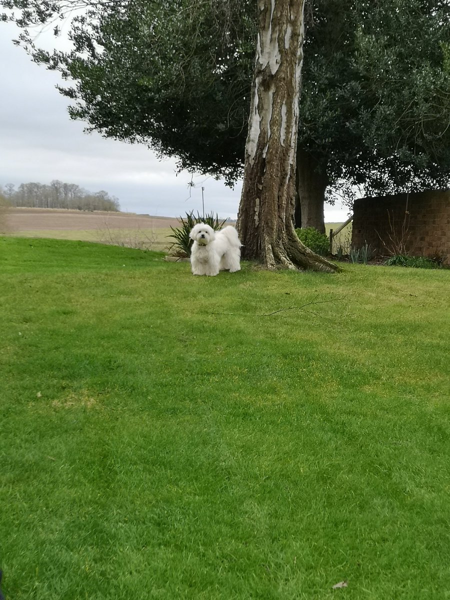 TGLBPetcare's tweet photo. Great to be back after Covid. Beautiful pooches..... https://t.co/esaynpRiot