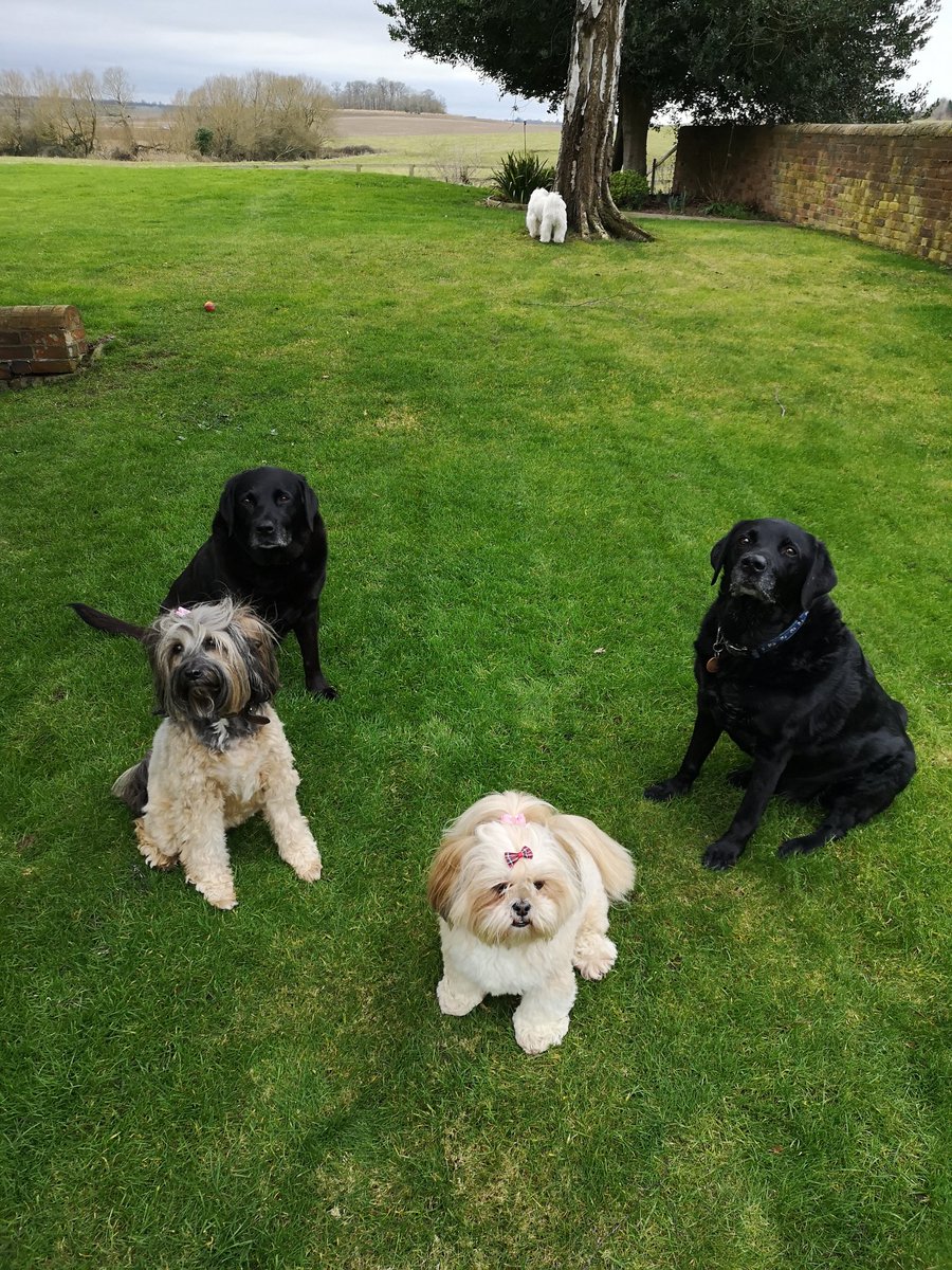 TGLBPetcare's tweet photo. Great to be back after Covid. Beautiful pooches..... https://t.co/esaynpRiot