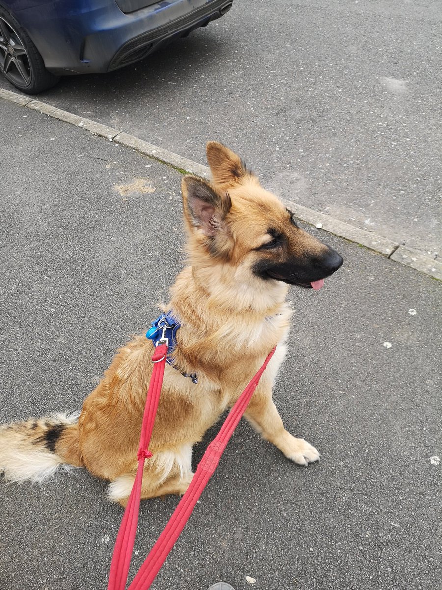 TGLBPetcare's tweet photo. Great to be back after Covid. Beautiful pooches..... https://t.co/esaynpRiot
