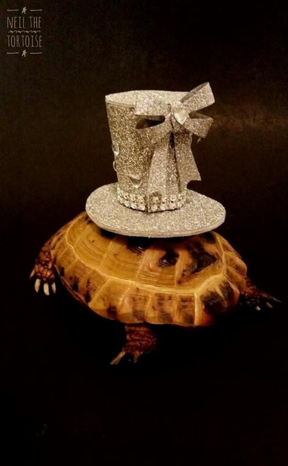 cindy_photos's tweet photo. Buh-bye! Neil has left the building. (He is looking for pizza...) @NeilTheTortoise #NeiltheTortoise #SupermodelTortoise #Tortoise #photography #Pets #modeling #model #blackandyellow #diamonds https://t.co/l96OVwUgOM