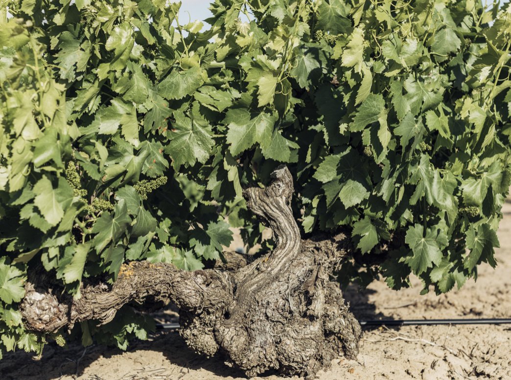 alantardi's tweet photo. Great Grenache from South Australia! Earthy &amp; elegant, beautifully balanced, juicy yet restrained, and very Aussie. Thanks #sanfranciscowineschool @dGlancySF
@wine_australia #MarkDavison @Yalumba #JessicaHill-Smith, @Yangarra #PeteFraser https://t.co/UJNSkv81kX