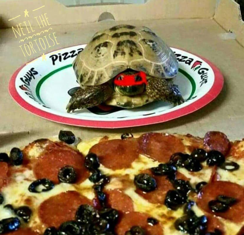 cindy_photos's tweet photo. "Someone" loves his pizza. ;) @NeilTheTortoise #Neilthetortoise #SupermodelTortoise #Hungry #hangry #tortoise #PizzaDay #pizza @PizzaGuys #NoTortoisesDoNotReallyEatPizzaItIsAJoke https://t.co/TdEOBrlu10