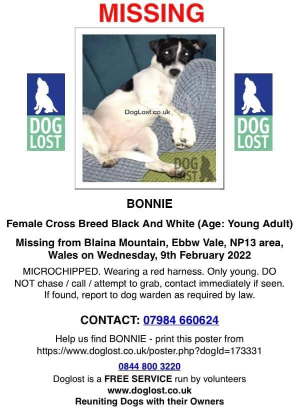 rosiedoc666's tweet photo. ‼️ Pls keep an eye out for MISSING Bonnie, 9/2/22 ‼️
Bonnie went missing on #BlainaMountain, #EbbwVale, Wales, #NP13
CHIPPED/Wearing red harness
ONLY YOUNG
DO NOT chase / call / attempt to grab, contact immediately if seen
https://t.co/2hSpEeRMjt https://t.co/GKHKcHlivP