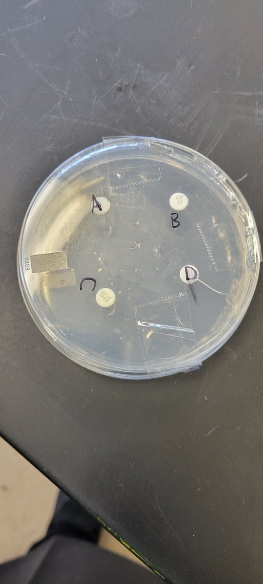 Antibiotic lab. Students were very dillagent about safety! They are awesome! <a href="/OpalHFord/">Opal Harrison Ford</a> <a href="/AEMA_JDMS/">Academy of Energy, Medicine and Aerospace at JDMS</a>