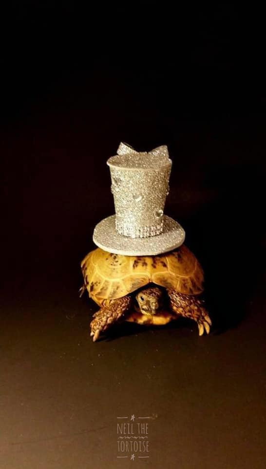 cindy_photos's tweet photo. World's First Supermodel Tortoise. So much cuteness in one little tort! @NeilTheTortoise
#NeiltheTortoise #SupermodelTortoise #Tortoise #photography #Pets #modeling #model #blackandyellow #diamonds https://t.co/TBI4UZRhmX