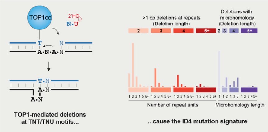 JacksonMedapj's tweet photo. Transcription associated deletions in humans. Our work in @Nature today identifies the cause of the ID4 cancer signature.  https://t.co/LDUpl78QTT 
￼
Congrats to Martin R, Dave, Thomas, Martin T, many colleagues and generous collaborators. https://t.co/RPUO9VYwiv