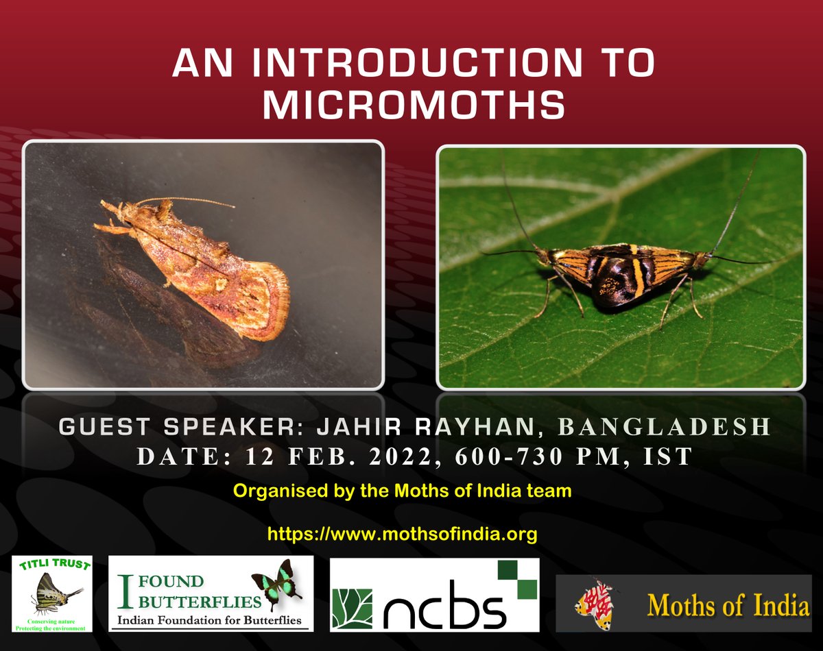 Indian Foundation for Butterflies tweet media