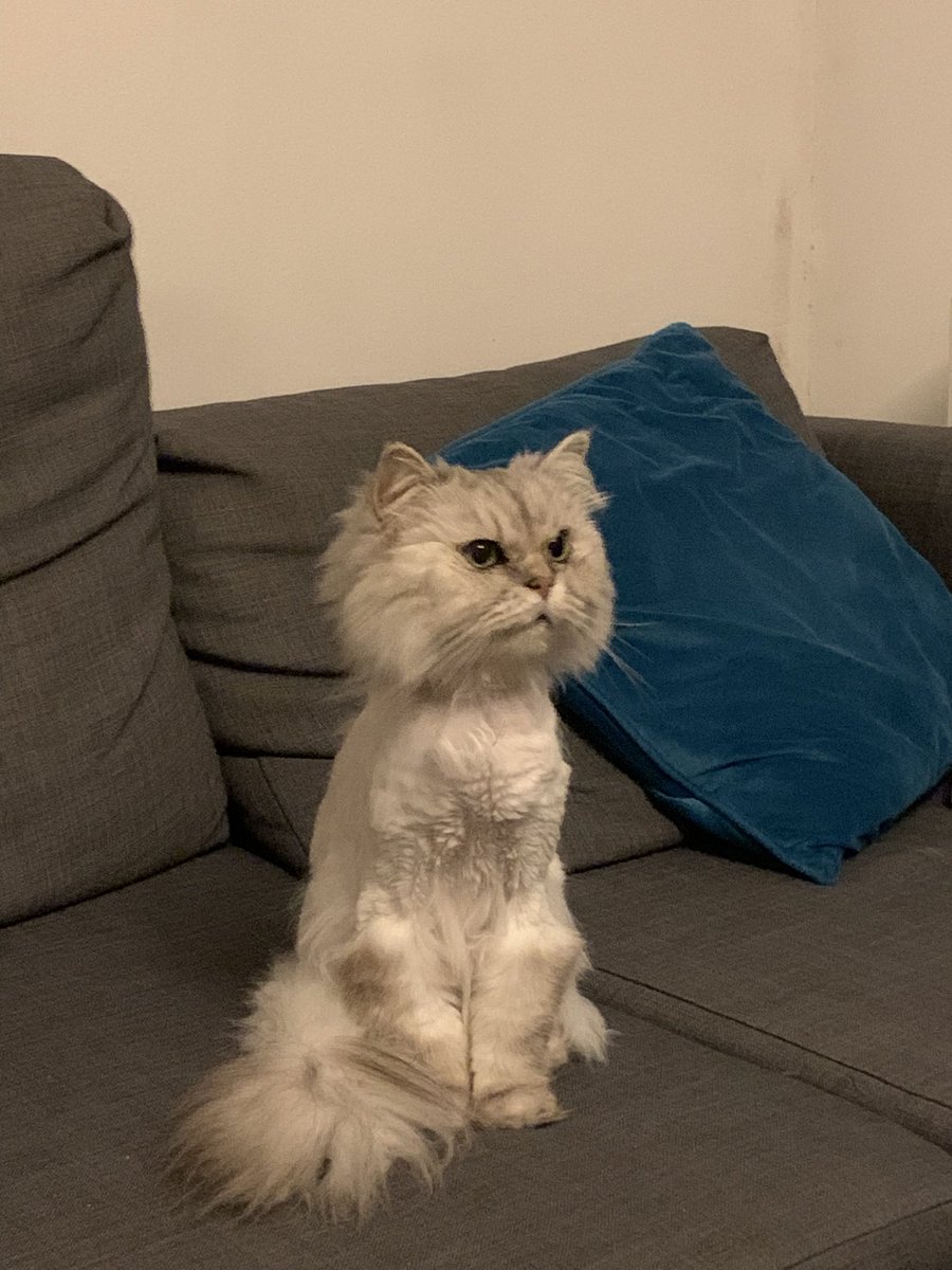 Because she's been on steroids for awhile now, her hair's not growing back as much (post haircut). 😭🥺 #CatsOfTwitter #cats