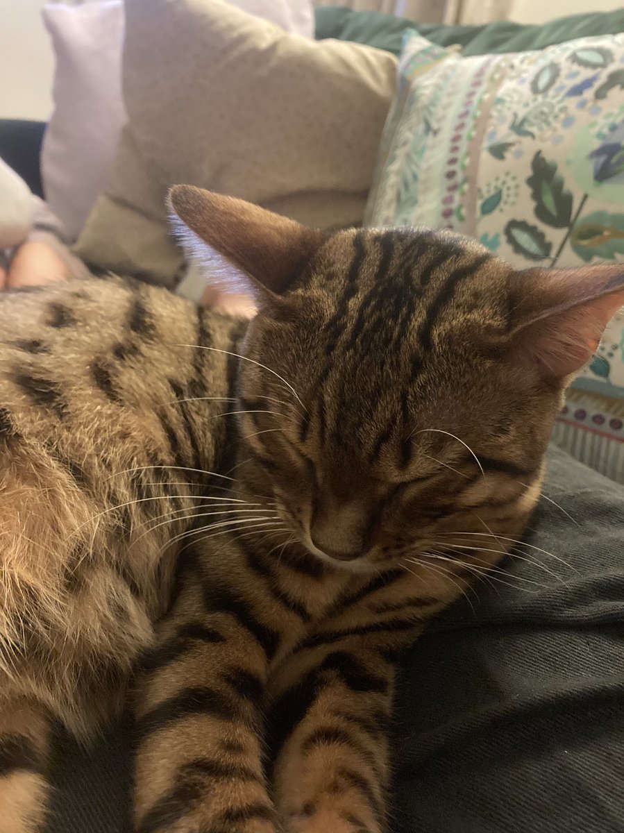 EstherElshen's tweet photo. A thread of so much 🐱 joy!

Here’s my fluffy pal curled up on me #ILoveMyCat https://t.co/wZKGNL3dBp