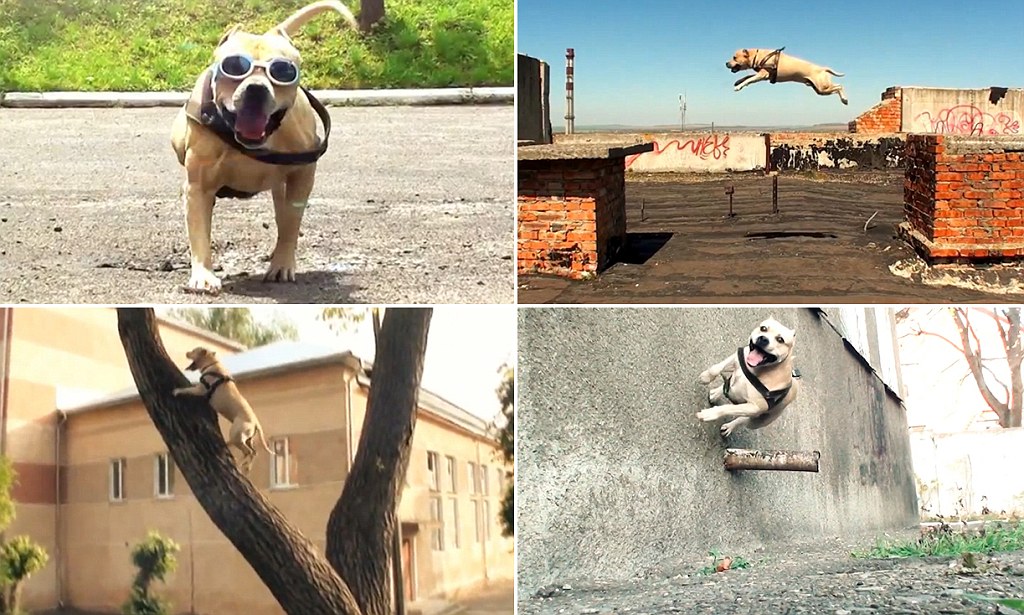 OzDogLover's tweet photo. Trying to help a #dog who may be triggered by stimuli out and about?
With just a few basic skills your #dog and you could be doing Doggie #Parkour! 🐶🪜🐾
#PPGA Webinar presented by #K9Potential's Hilary Paul on Tuesday 22 February from 7:00-8:00pm 👇
https://t.co/mIiudOiZQA https://t.co/zV4cNdyvDH
