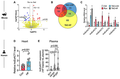 CircAHA's tweet image. #OriginalResearch: Exercise-regulated cardiac long noncoding RNAs induce pathological #hypertrophy - they decrease in #exercised hearts and increase in #heartfailure #AHAJournals ahajournals.org/doi/abs/10.116…