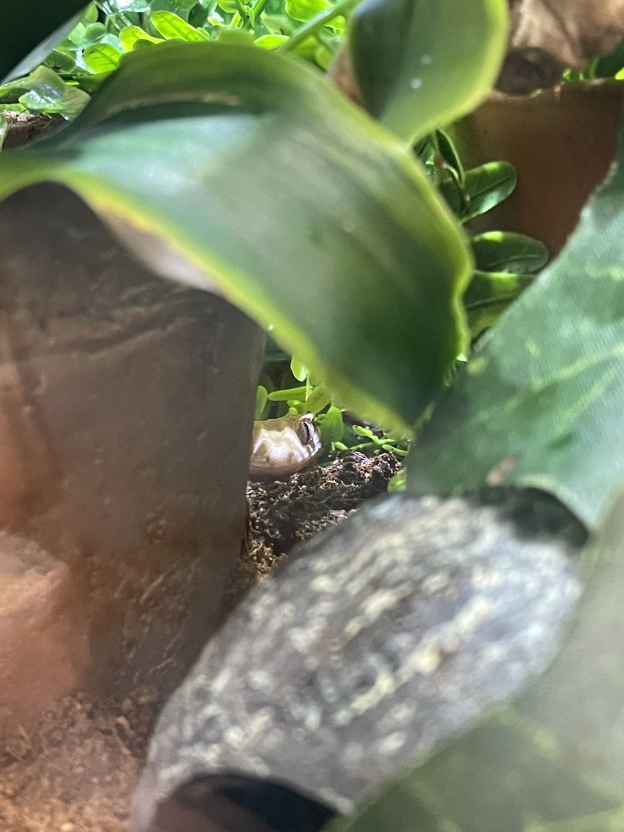 KWBPascal's tweet photo. My favorite game? Hide and seek! I can see you, but can you see me? #kwbpride @kwbgiglio https://t.co/AOiA8VVaxr