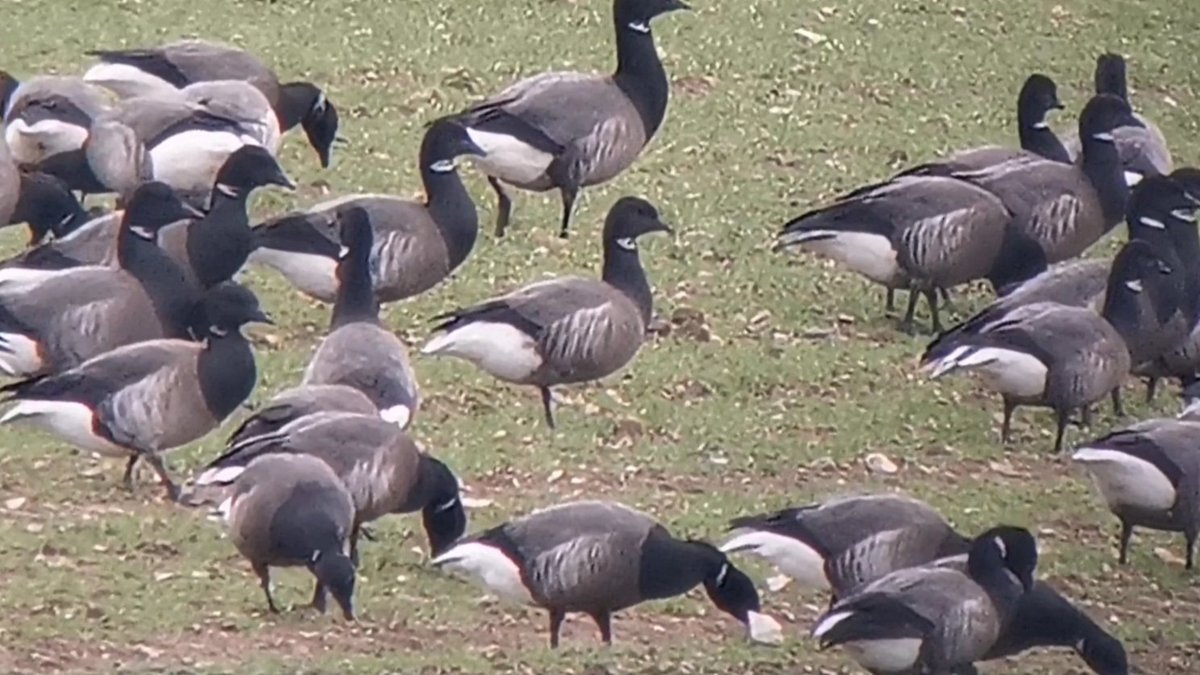 The White Falcon 💙 tweet media