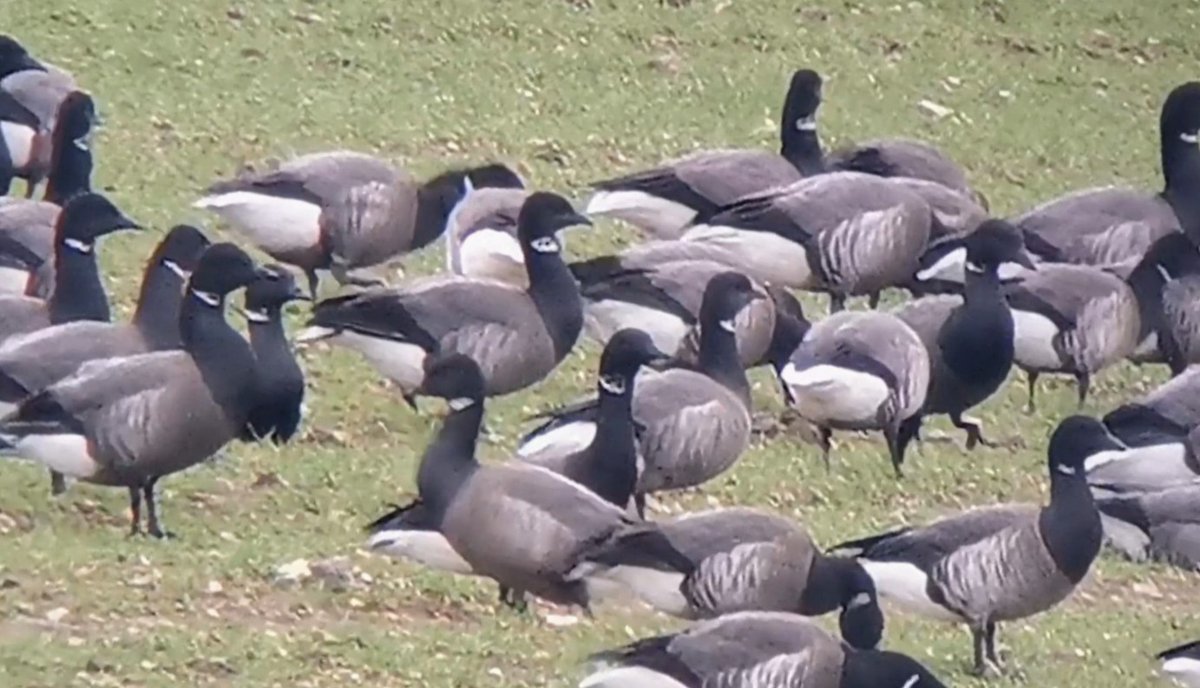 The White Falcon 💙 tweet media