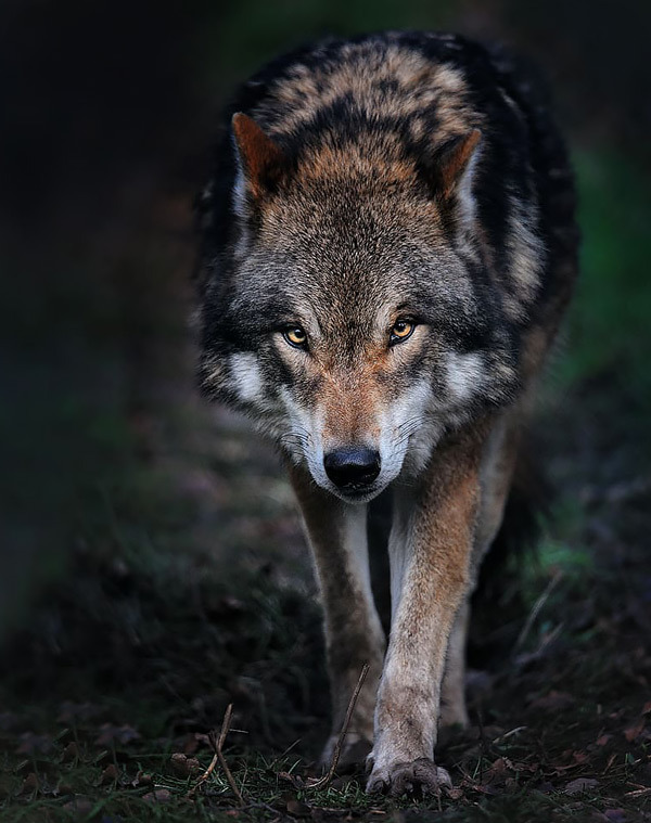 Krasnodarfuture's tweet photo. #wolf #wolves #wildlifephotography https://t.co/IEcvx9JUj7