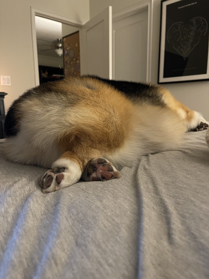 PrincessCorki's tweet photo. Show me your regal sploot! #corgi ￼ https://t.co/oZkP570v7E