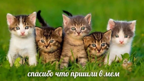 RussianMemesLtd's tweet photo. Thank you for coming to the meme https://t.co/xFnudpoU0j