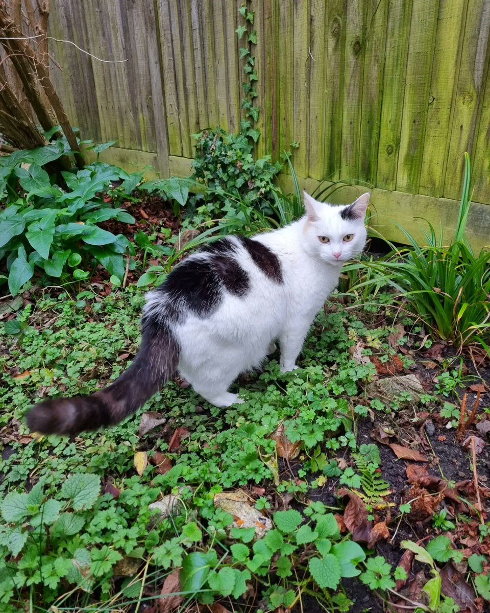 ScaredyCatCW's tweet photo. Me and #MissKaarlo are doing a bit of Wednesday #catadmin 😺😺 It's a calm warm'ish day +11 C. We haven't been out much lately as it's been so cold ... 🌳☘️🌿☘️ #Cat #CatsOfTwitter #Scaredy https://t.co/ouXd9uuOO2