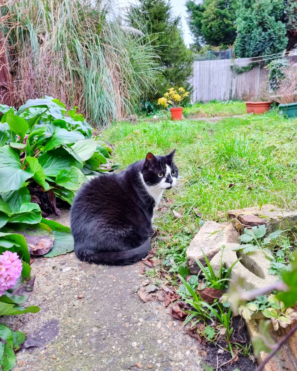 ScaredyCatCW's tweet photo. Me and #MissKaarlo are doing a bit of Wednesday #catadmin 😺😺 It's a calm warm'ish day +11 C. We haven't been out much lately as it's been so cold ... 🌳☘️🌿☘️ #Cat #CatsOfTwitter #Scaredy https://t.co/ouXd9uuOO2