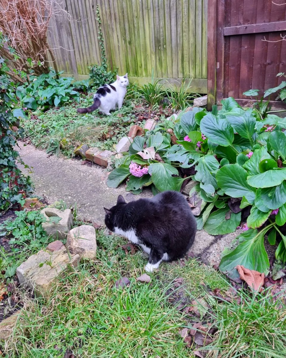 ScaredyCatCW's tweet photo. Me and #MissKaarlo are doing a bit of Wednesday #catadmin 😺😺 It's a calm warm'ish day +11 C. We haven't been out much lately as it's been so cold ... 🌳☘️🌿☘️ #Cat #CatsOfTwitter #Scaredy https://t.co/ouXd9uuOO2