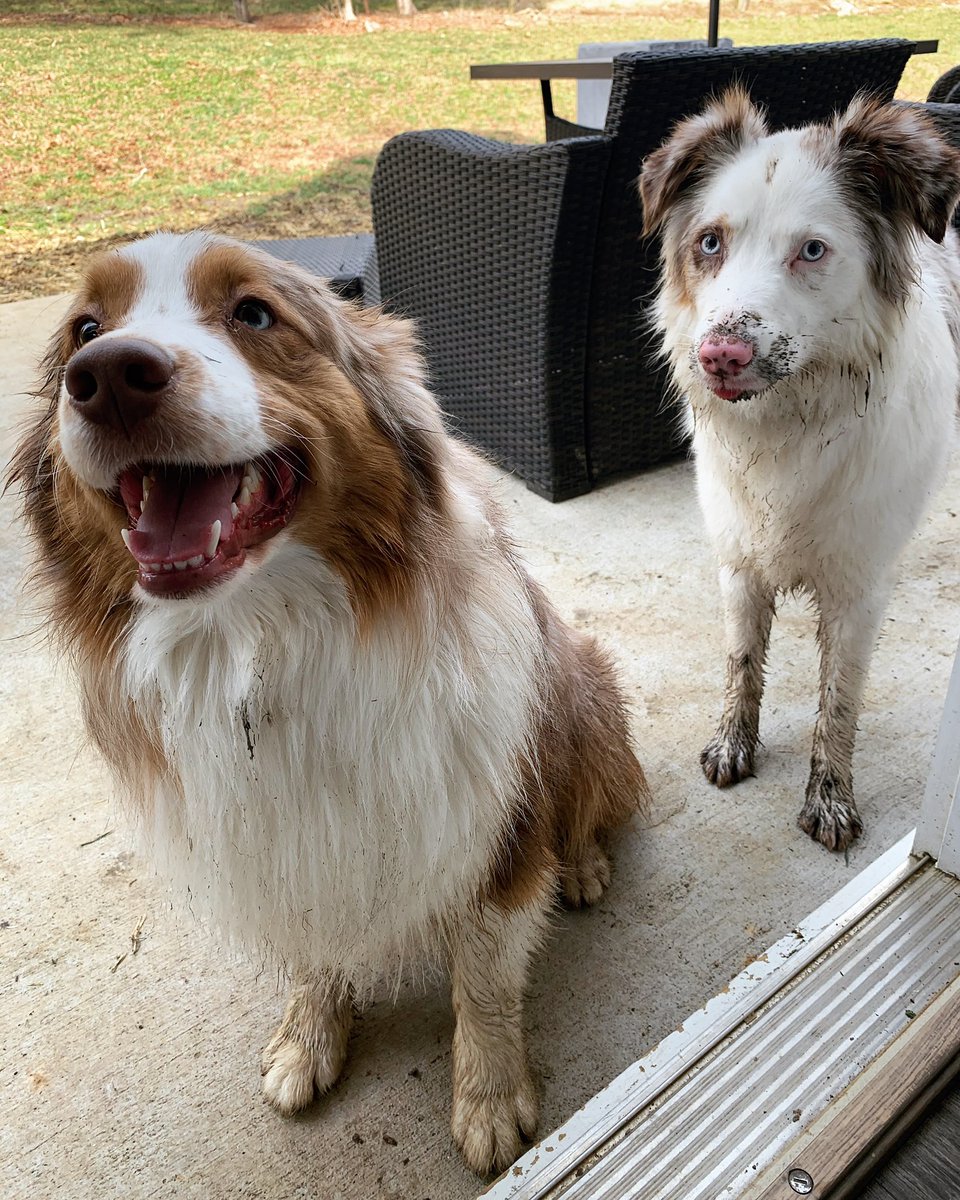 turner00alyssa's tweet photo. ▫️What other dogs look like leaving the park:
▪️What my dogs look like: https://t.co/6iOxTVXLz5