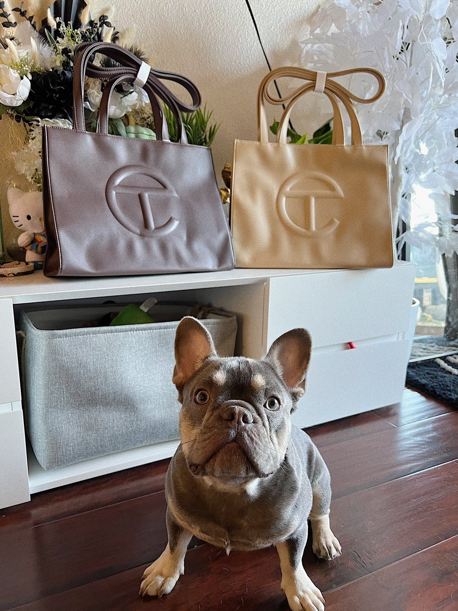 princess_applee's tweet photo. was trying to take a pic of my new telfeezys and ofc Benji wanted to be included into the pics 😂😍 https://t.co/BZ0W7widQr
