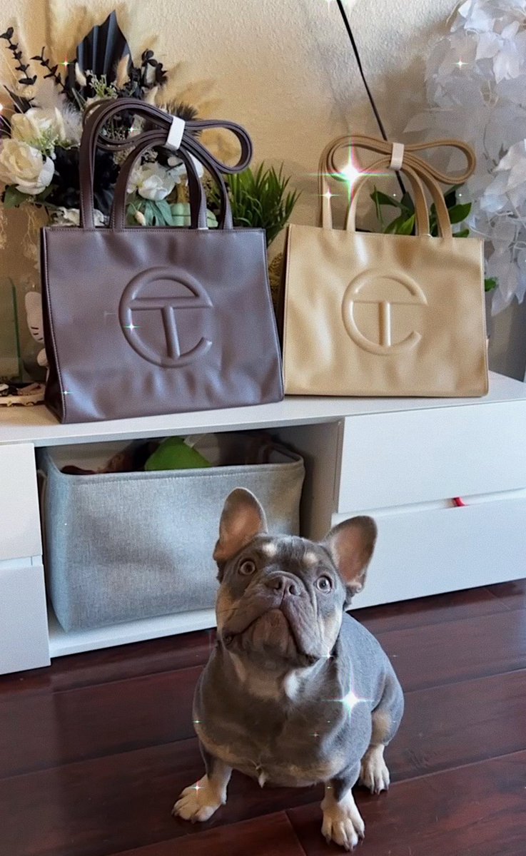 princess_applee's tweet photo. was trying to take a pic of my new telfeezys and ofc Benji wanted to be included into the pics 😂😍 https://t.co/BZ0W7widQr