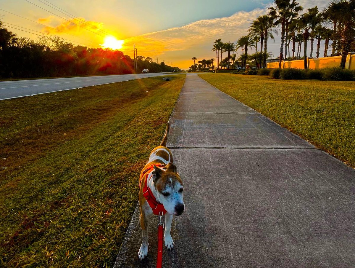 forpoochessake's tweet image. #sunset here but #somewhereelse it’s #sunrise . The thought #neverfails to amaze me. #whataworld!