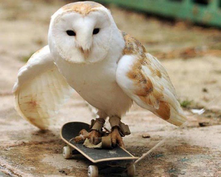 ComeInsideUS's tweet photo. Ok we get it, we’re a little goofy with the owl thing this week. 
Just caption the damn thing and watch our show tonight. 
9pm est/8 cst/ mountain time zone don’t bother you’ll never figure it out. https://t.co/vM9ZOSHUf3