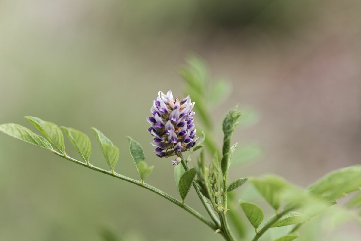 CustomHerbals's tweet photo. CommuniTEA ED: Glycyrrhiza glabra - Licorice The root is is the part that is used. It is commonly used in the treatment of cirrhosis and hepatitis.  For all users it is best to limit the daily intake.  
#tea #communiTea #denvercolorado #herbalhoney #health #inmycup   #Godfirst https://t.co/Oo9DvVzuYW