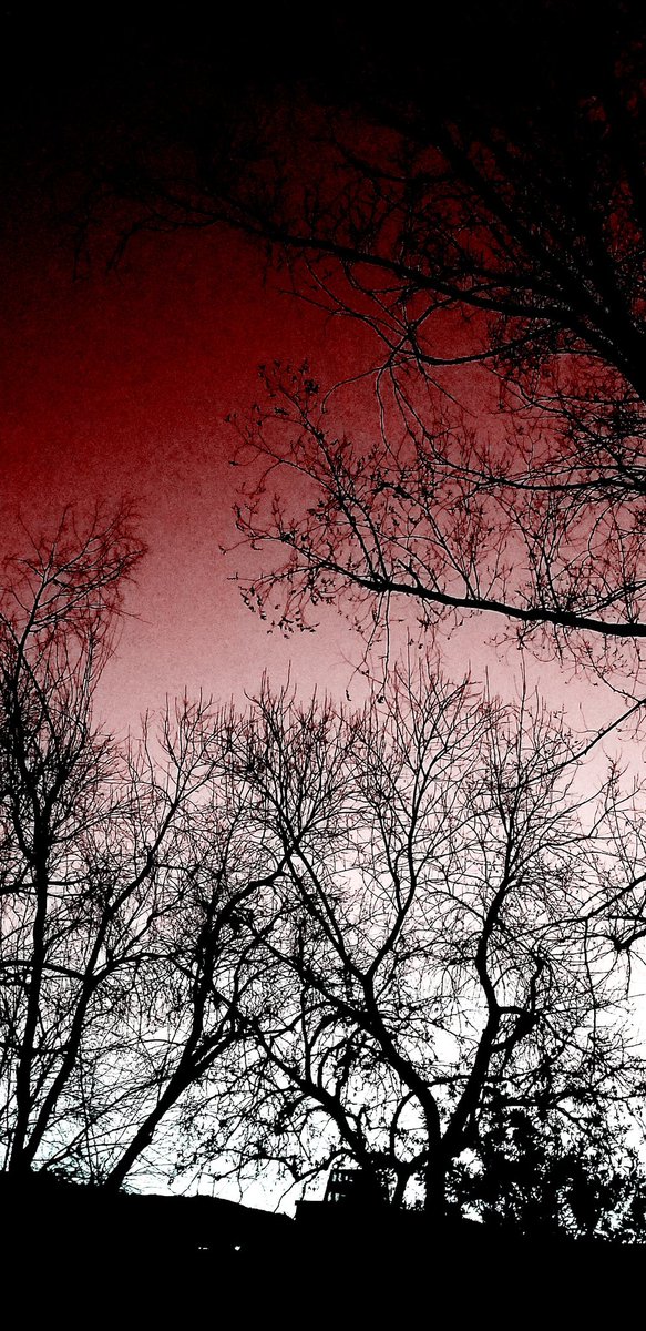 GloriaErickson2's tweet photo. #Red or #Purple which one makes you gravitate towards?
#silhouette #Tree4Earth #trees #NaturePhotography #nature #photography https://t.co/2jaUQWpaSp