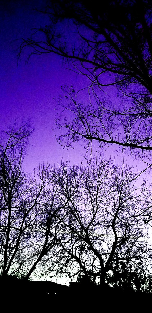 GloriaErickson2's tweet photo. #Red or #Purple which one makes you gravitate towards?
#silhouette #Tree4Earth #trees #NaturePhotography #nature #photography https://t.co/2jaUQWpaSp