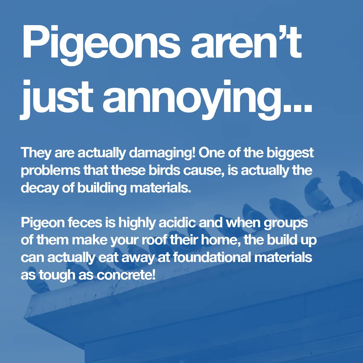 trixpest's tweet photo. If you live in #Las Vegas, you are no stranger to these pesky birds. Along with being a nuisance, and potentially carrying harmful diseases and bacteria... they can cause another major problem most people are unaware of! 

Did you know this about #pigeons? #lasvegaspestcontrol https://t.co/4iLkVGMY8l