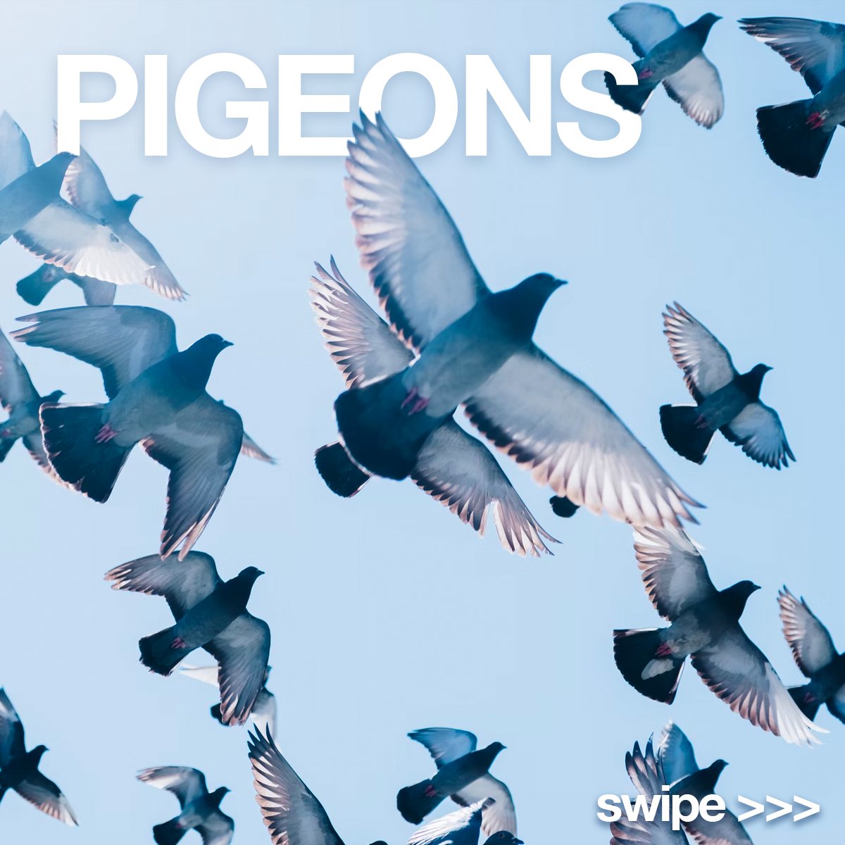trixpest's tweet photo. If you live in #Las Vegas, you are no stranger to these pesky birds. Along with being a nuisance, and potentially carrying harmful diseases and bacteria... they can cause another major problem most people are unaware of! 

Did you know this about #pigeons? #lasvegaspestcontrol https://t.co/4iLkVGMY8l