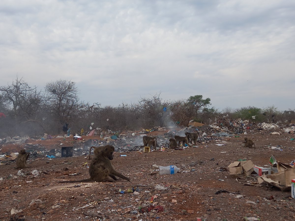 AlldaysAnd's tweet photo. Do natural resources or human waste resources affect how much time baboons spend in human settlement areas? And does increased time in human settlements lead to an increase in human-wildlife conflict? 🐒🏡🌿

#internshipabroad #baboons #researchassistant #humanwildlifeconflict https://t.co/Srwx3vqDKz