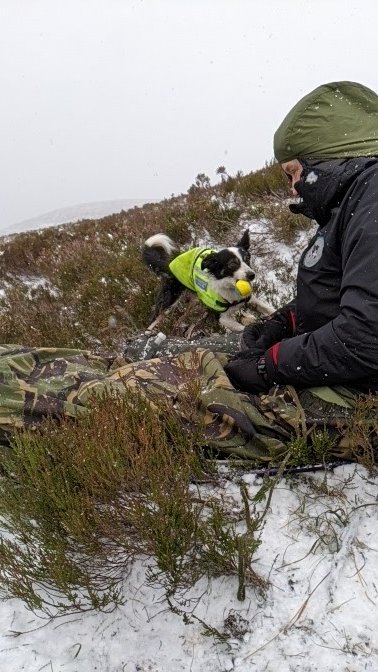 Search Dog Willow tweet media