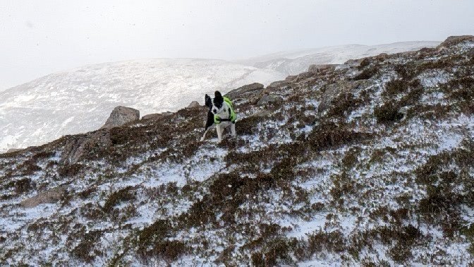 Search Dog Willow tweet media
