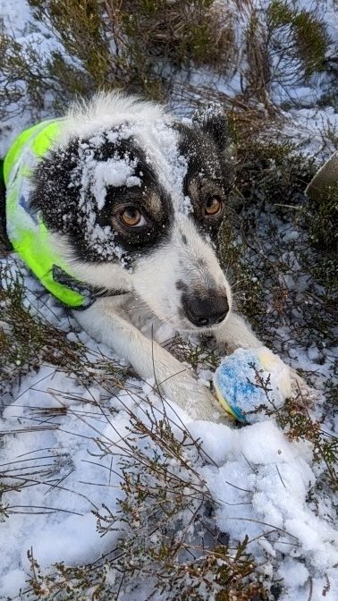 Search Dog Willow tweet media