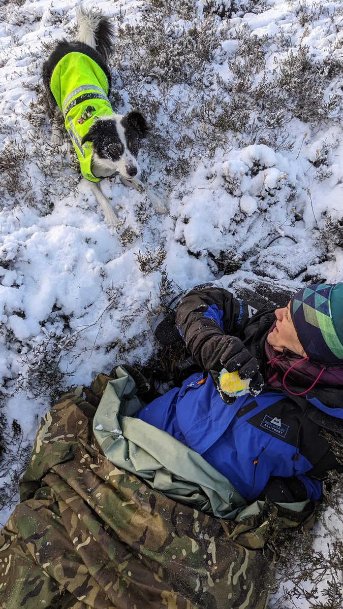 Search Dog Willow tweet media