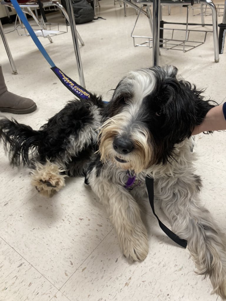 oonziela's tweet photo. So much cuteness and stress relief in the Rest and Relaxation Room today at @ChathamHS #sdocedchat https://t.co/tYi8pxkSxh