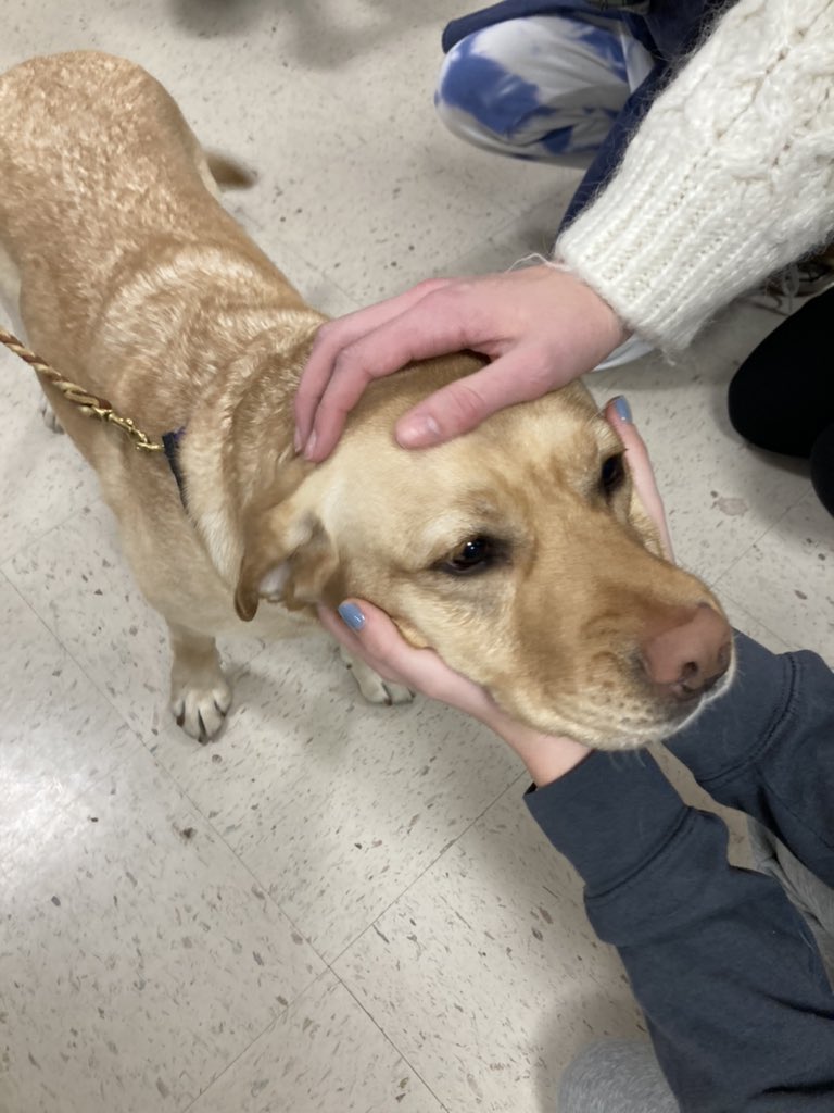 oonziela's tweet photo. So much cuteness and stress relief in the Rest and Relaxation Room today at @ChathamHS #sdocedchat https://t.co/tYi8pxkSxh