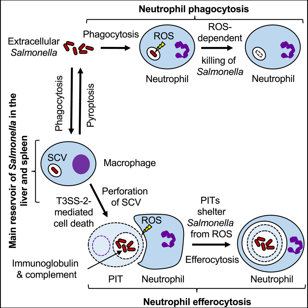 Cell Host & Microbe (cellhostmicrobe) Twitter