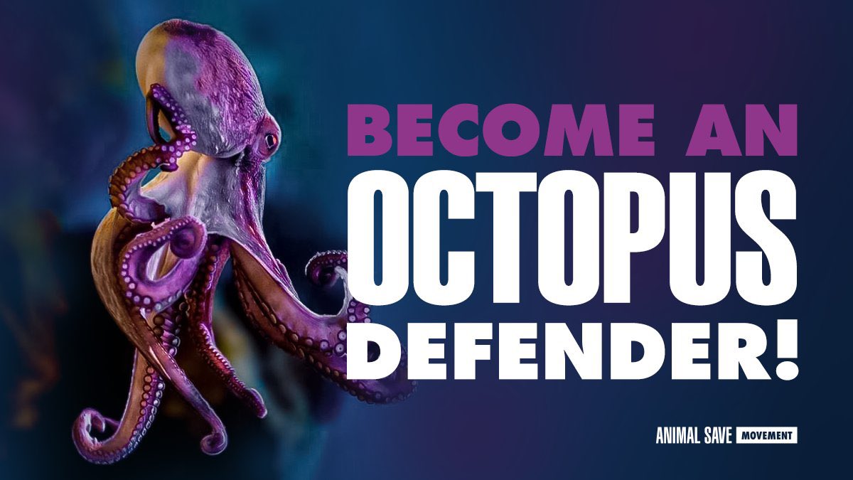 climatesavemvmt's tweet photo. Please sign the petition to stop the octopus farm in Gran Canaria!
Become an #OctopusDefender ๐
https://t.co/PjOZEYk1eM https://t.co/CWgYkofvJr