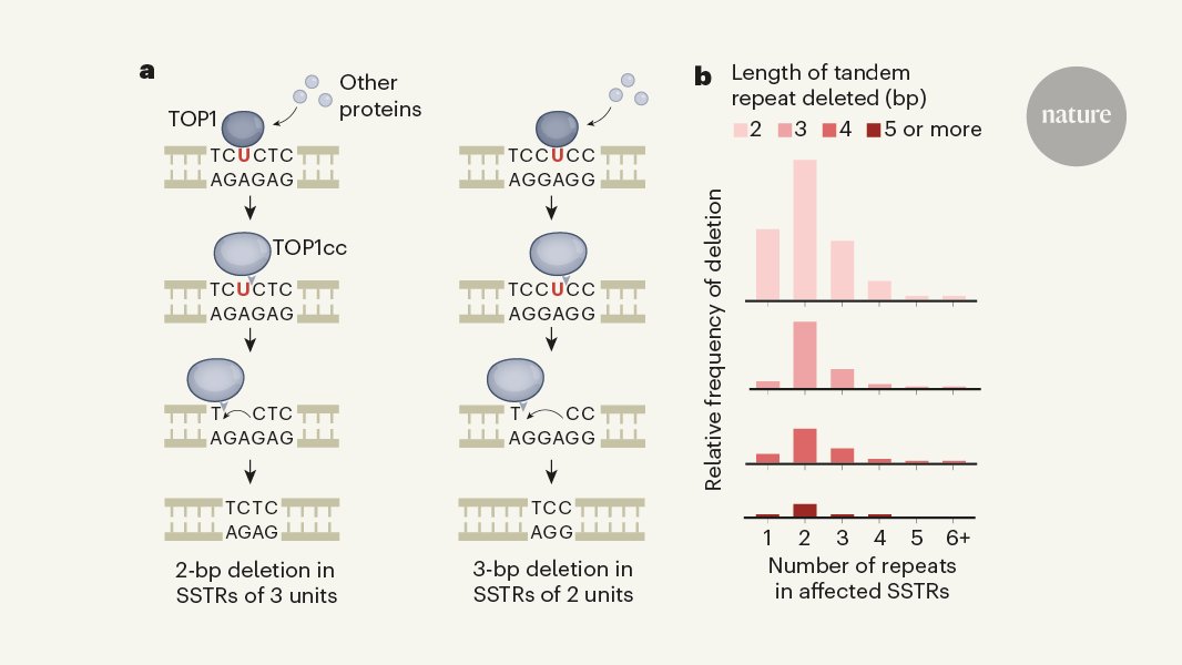 NatureNV's tweet photo. TOP1 protein is responsible for a cancer-associated mutational footprint called ID4. Ludmil Alexandrov &amp; @AmmalAbbasi discuss the implications of this discovery in our N&amp;V 
(For subscribers)
https://t.co/vmlFuR176B https://t.co/OW5TrXP5lA