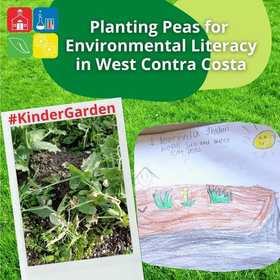 crscience's tweet photo. Kindergarteners in @WCCUSD are becoming KinderGardeners! Thank you to our latest #ScienceSuperStar who shared a snapshot of their Kindergarten classroom growing peas! There are so many #environmentalliteracy lessons in learning and discovering how things grow! ๐ฑ #earlySTEMed https://t.co/8N8CgBZYVq