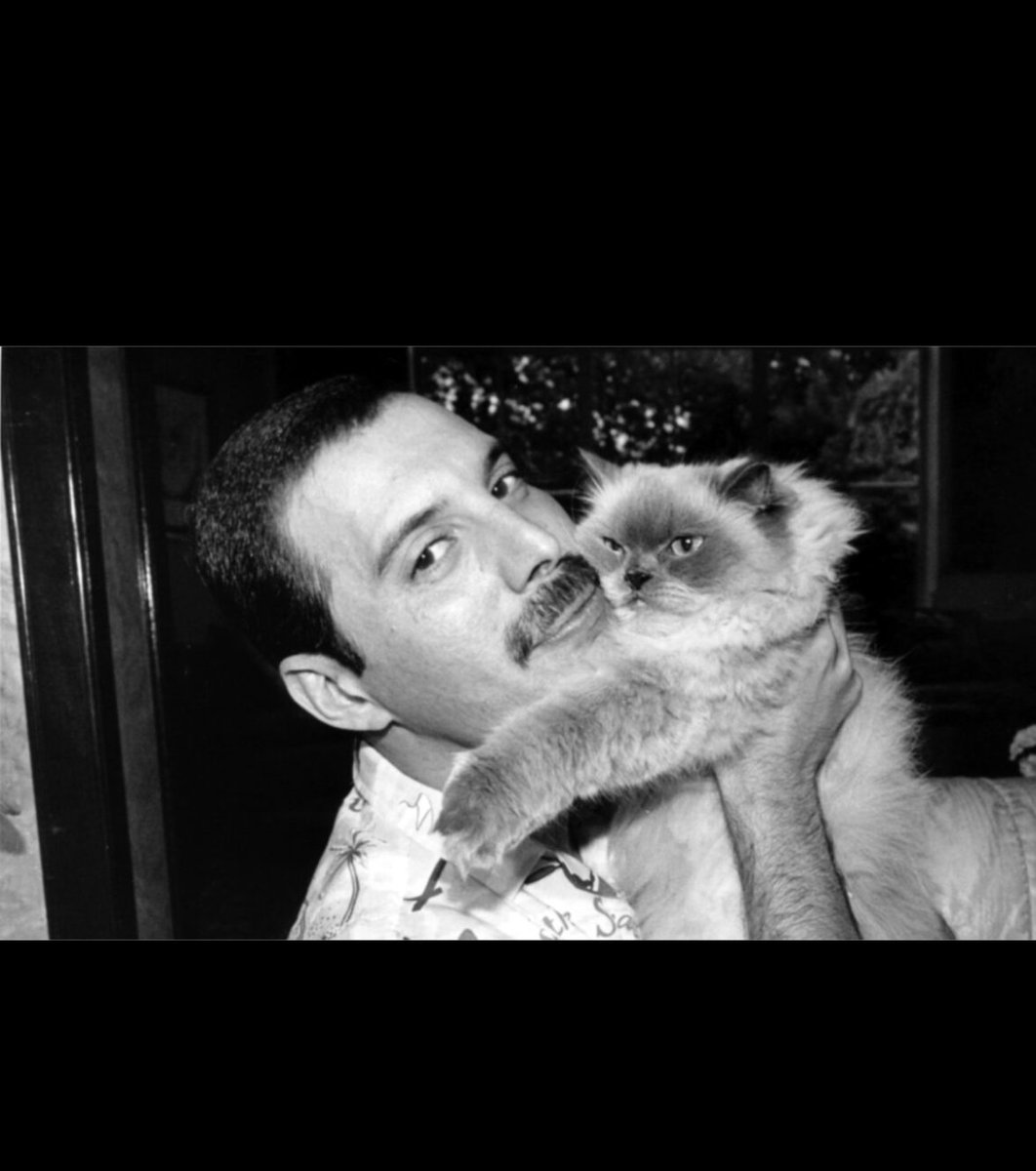 CatWome96887351's tweet photo. THIS IS HOW YOU TREAT YOUR CAT💞 WE STILL LOVE YOU FREDDIE 💕 https://t.co/DNO2yv1hOF