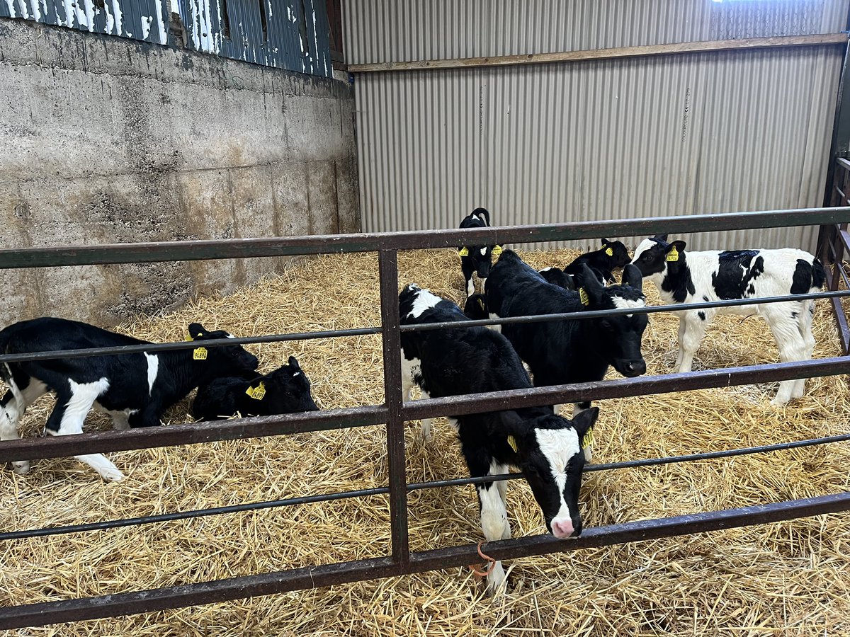 shayesSandra's tweet photo. It’s that time of year, grass farm walks &amp;  lots of calves. @Donalkavanagh4 &amp; I got grass cover of 1095kgsDM/Ha and a growth of 14 from 17th Jan. Slurry at a rate of 2500gal/ac out on 50% of  farm. Soil temp 8.1deg Time 4 cows out! @TeagascSignpost @GlanbiaConnect @TeagascLKMDL https://t.co/5YWbJ41arl